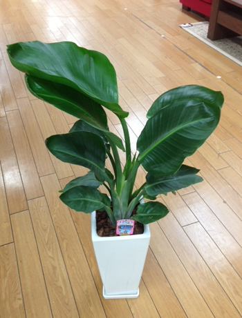 オーガスタ 陶器鉢 植込み